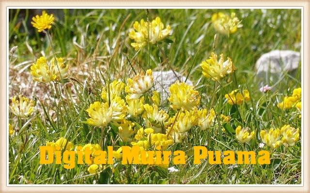 Digital Muira Puama (Ptychopetalum)